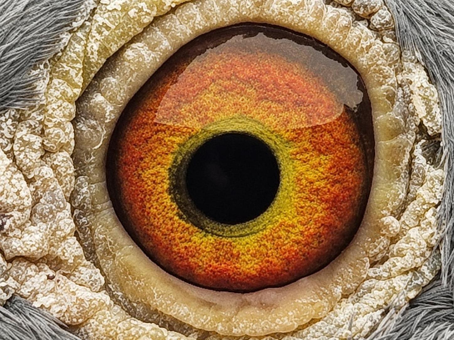 Pigeon eye